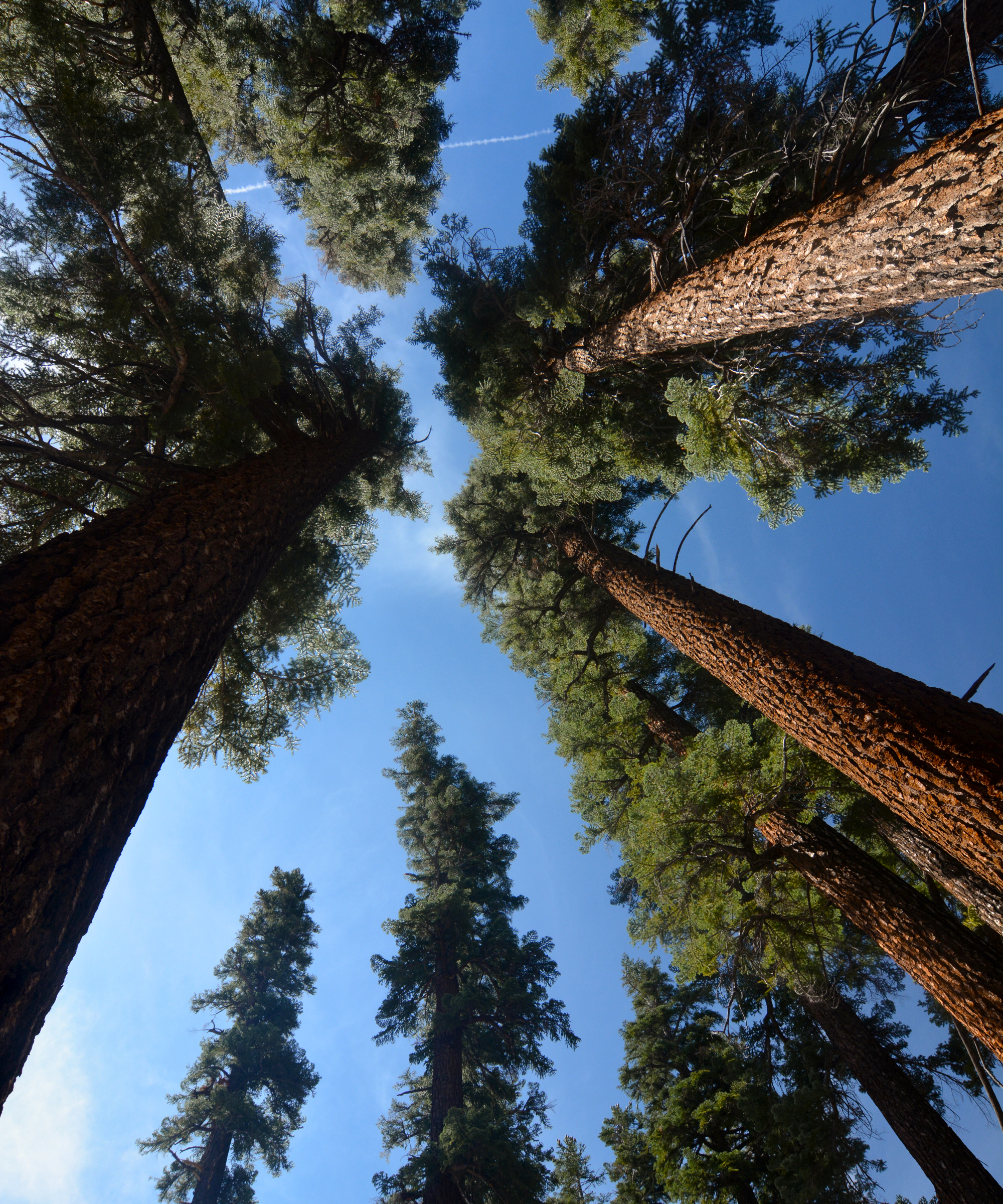 california red fir forest