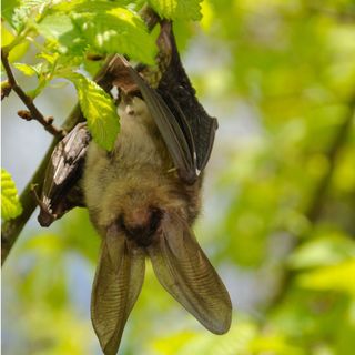 Long-eared bat hanging from a tree in a UK garden