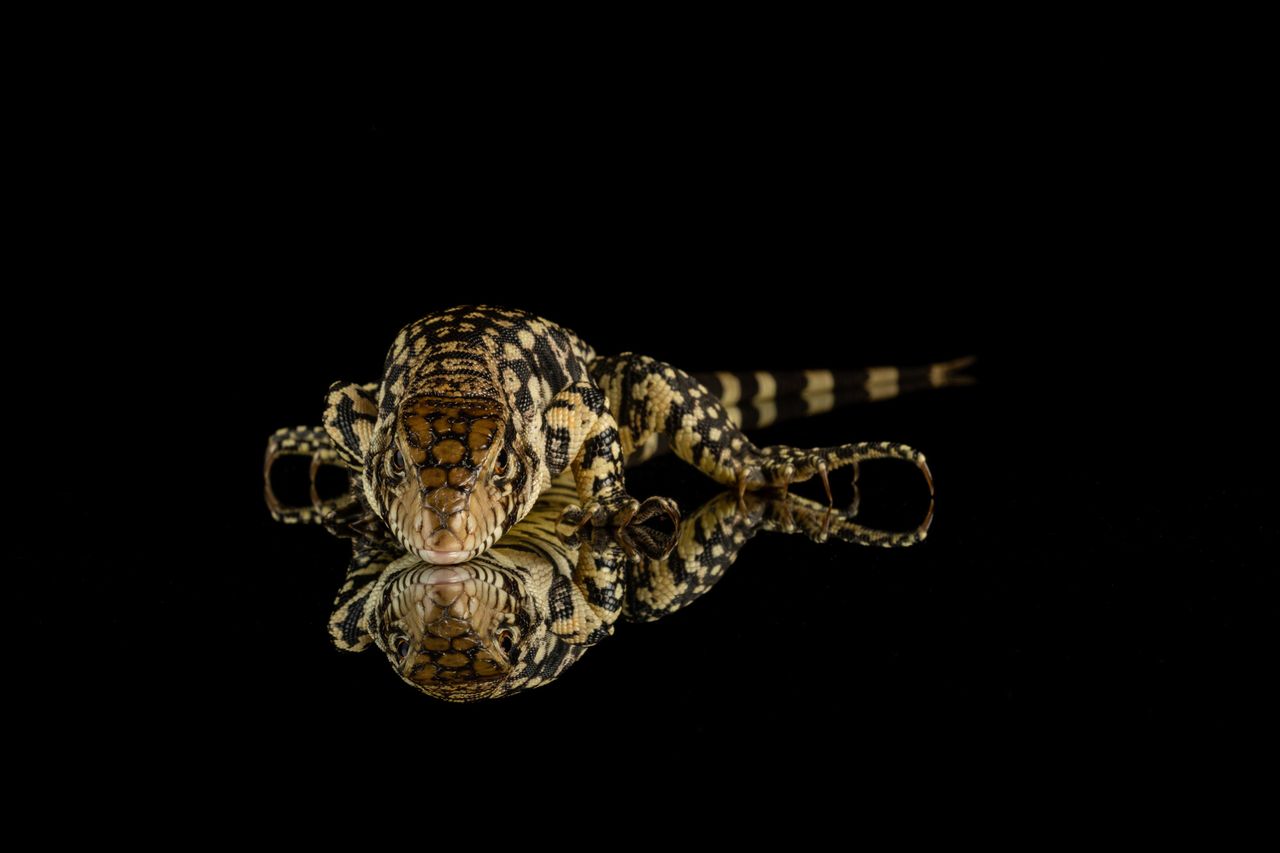 Canon Macro