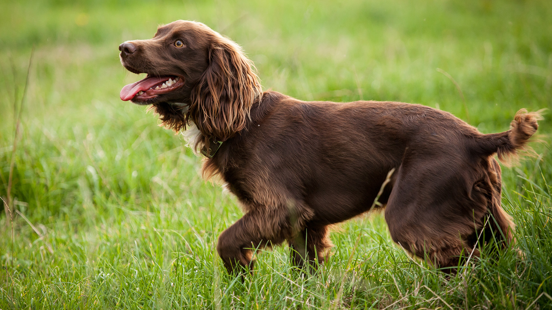 Boykin Spaniel