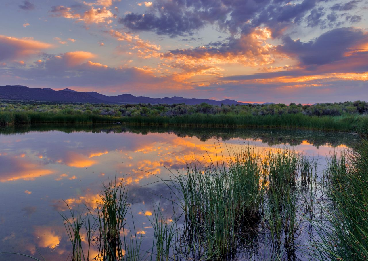 Ponds are places of tranquility for reflection — and priceless havens for wildlife.