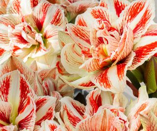 amaryllis Double Dancing Queen in bloom