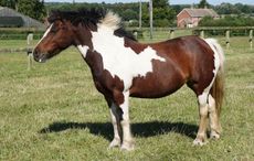 12PoniesRoxy.jpg
