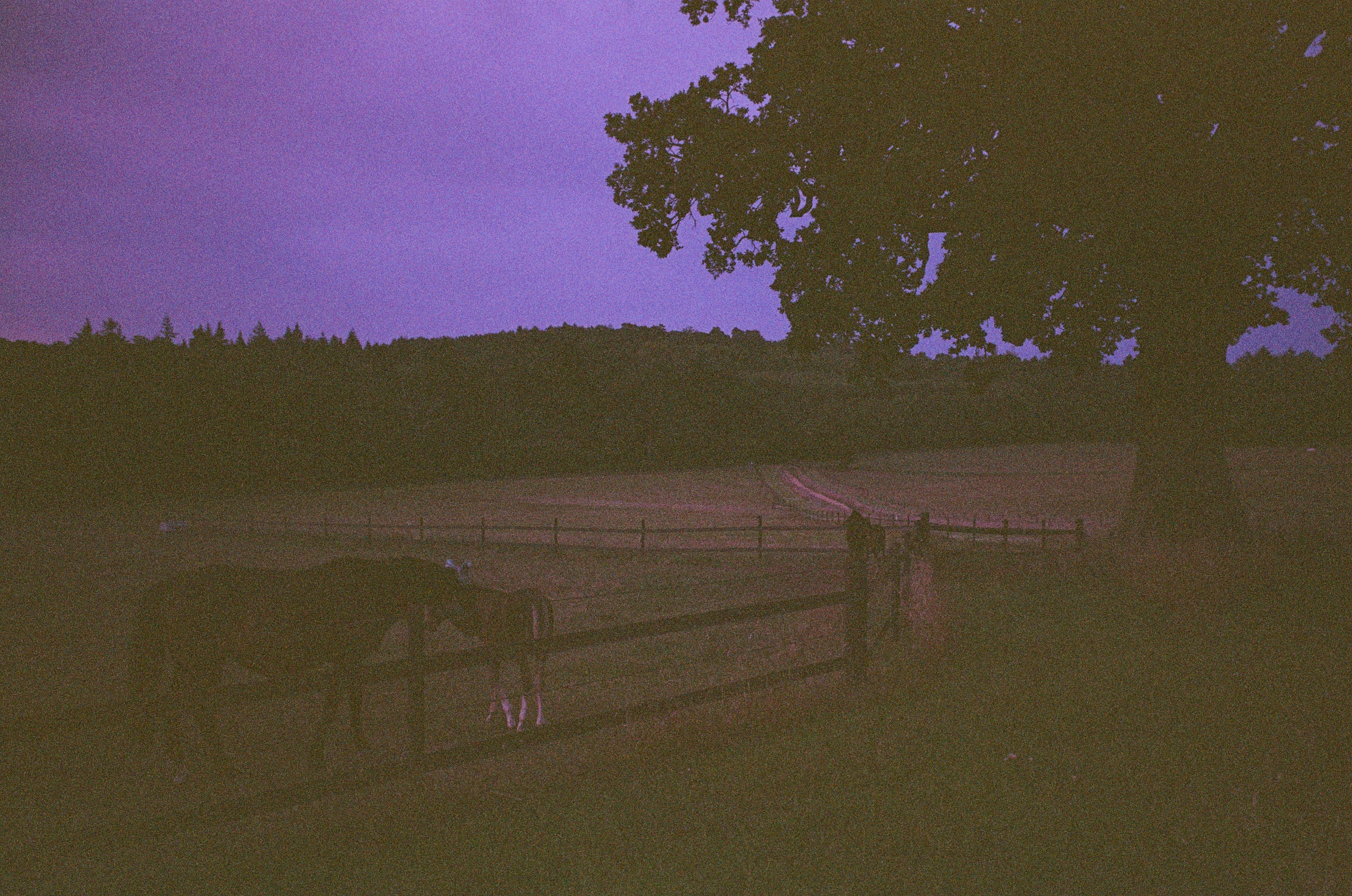 Leica MP color film scan of two horses by a tree at last light