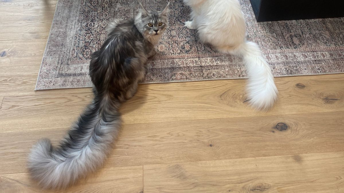 Longest cat tail officially awarded to Mr Pugsley Addams PetsRadar