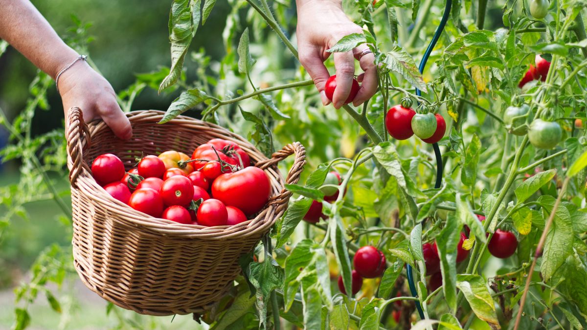 Veggies & Herbs May Taste Bland Based on When You Pick Them – Here’s the Best (and Worst) Time of Day to Harvest for Peak Flavor