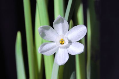 Single Paperwhite Flower