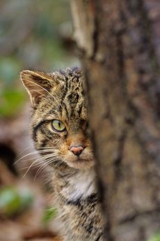 Scottish wildcat (Felis silvestris grampia).