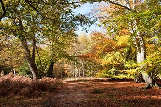 Woodland path in Epping Forest