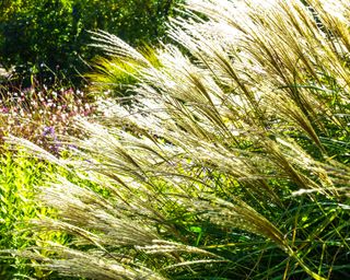 Miscanthus sinensis also known as Chinese Silver Grass, in a garden border