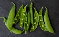 Bunch of garden fresh pea pods slightly opened to show peas inside on dark background.