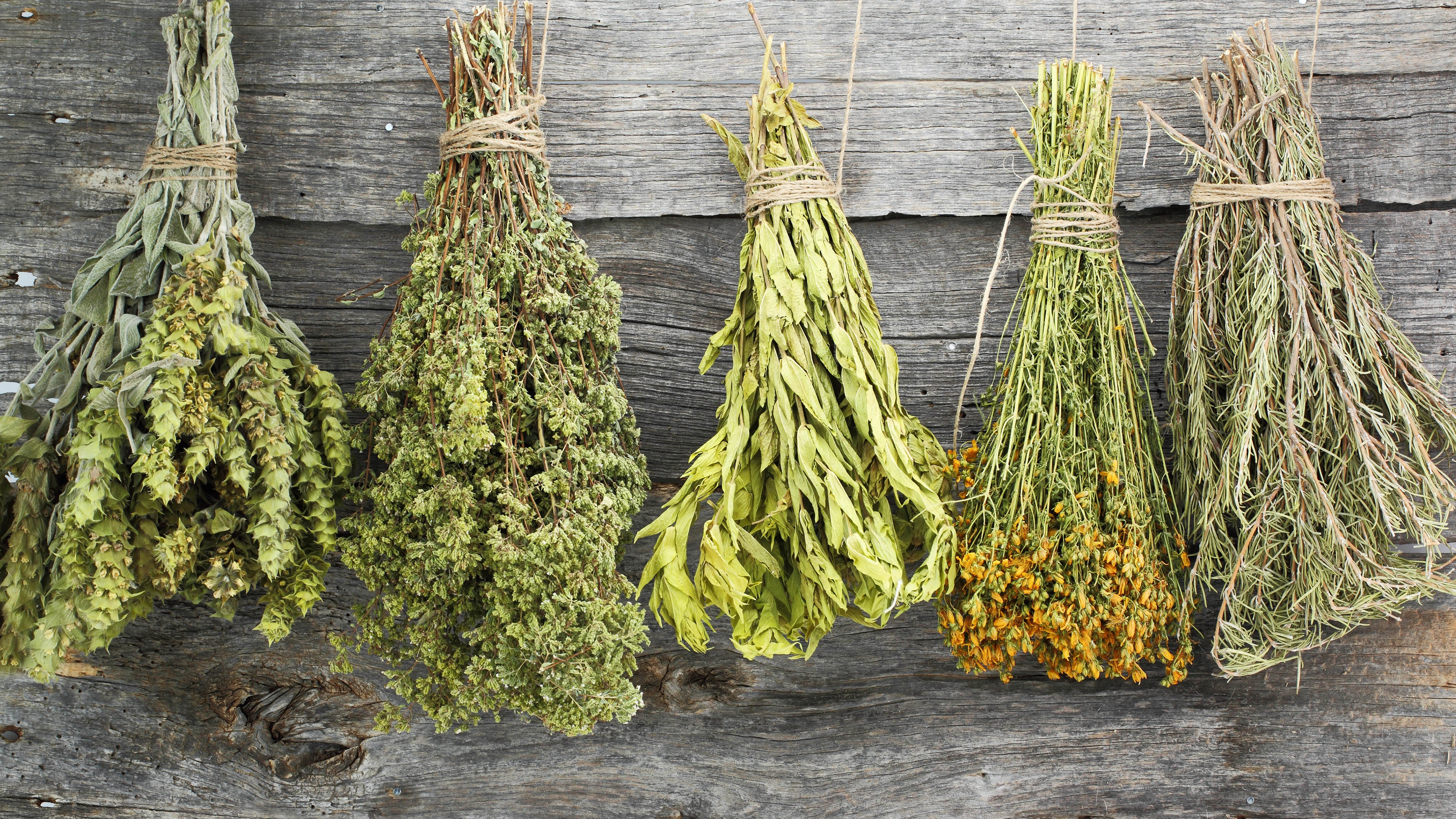 Hanging bunches of dried herbs