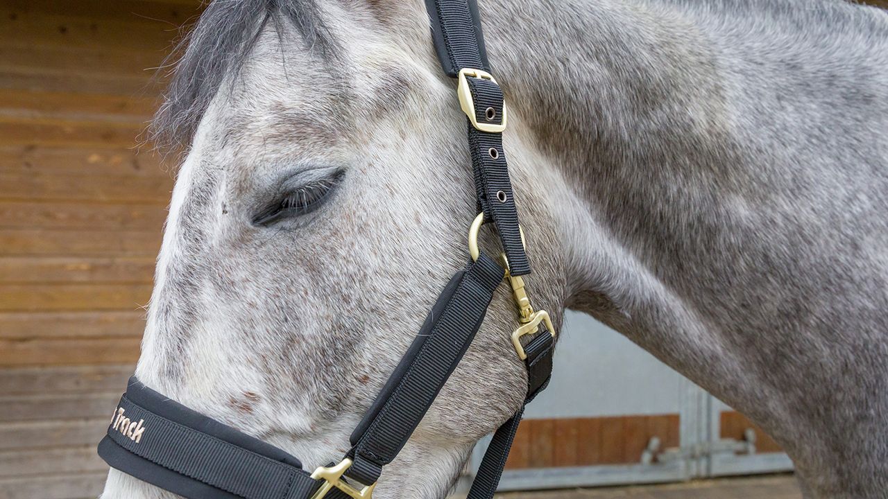 Back on Track Werano halter review