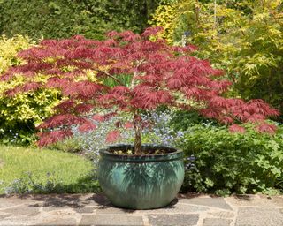 small red-leaved acer tree in blue patio pot