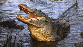 alligator attacks GoPro