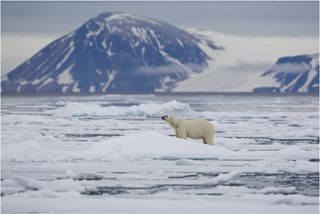 Polar bear leaping over ice