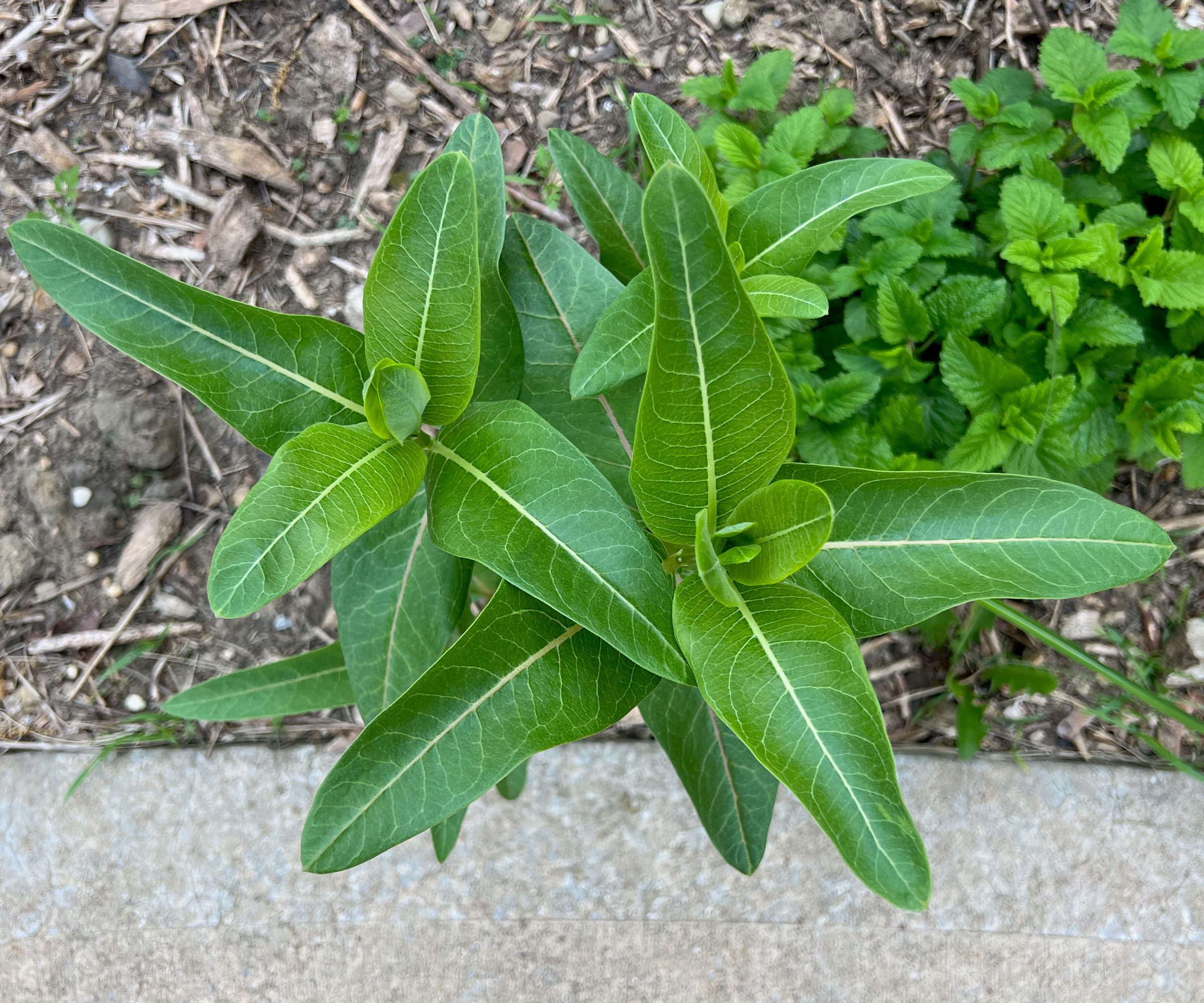 milkweed seedlings growing in patio border