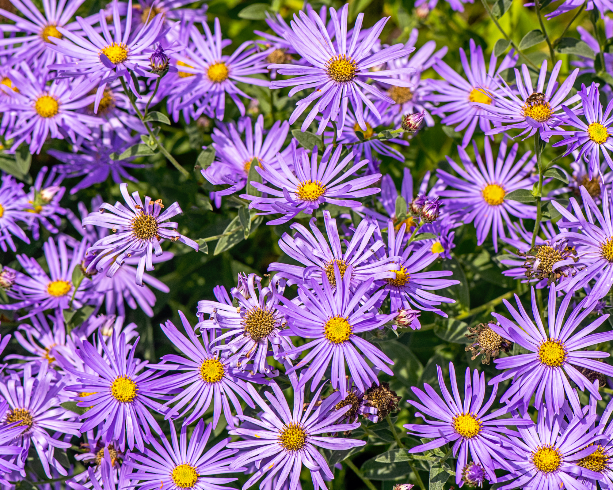 Purple asters