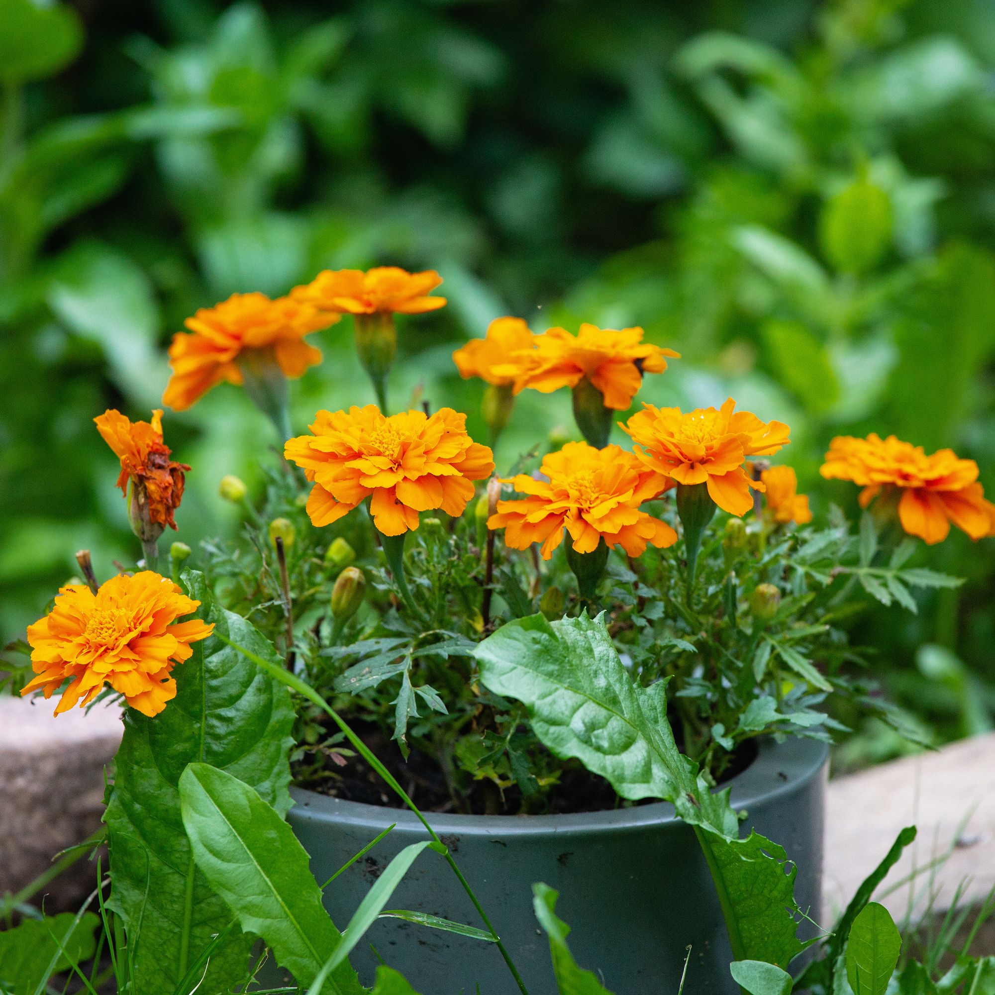 marigolds in pot
