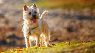 Terrier dog breeds Cairn terrier