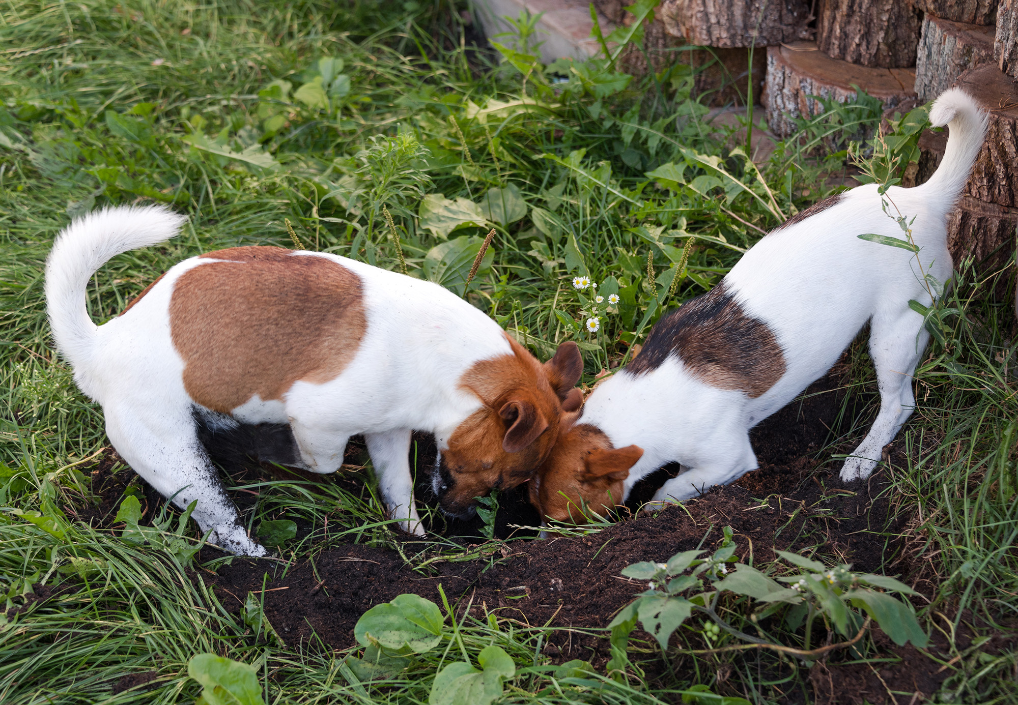 Dogs digging holes in garden