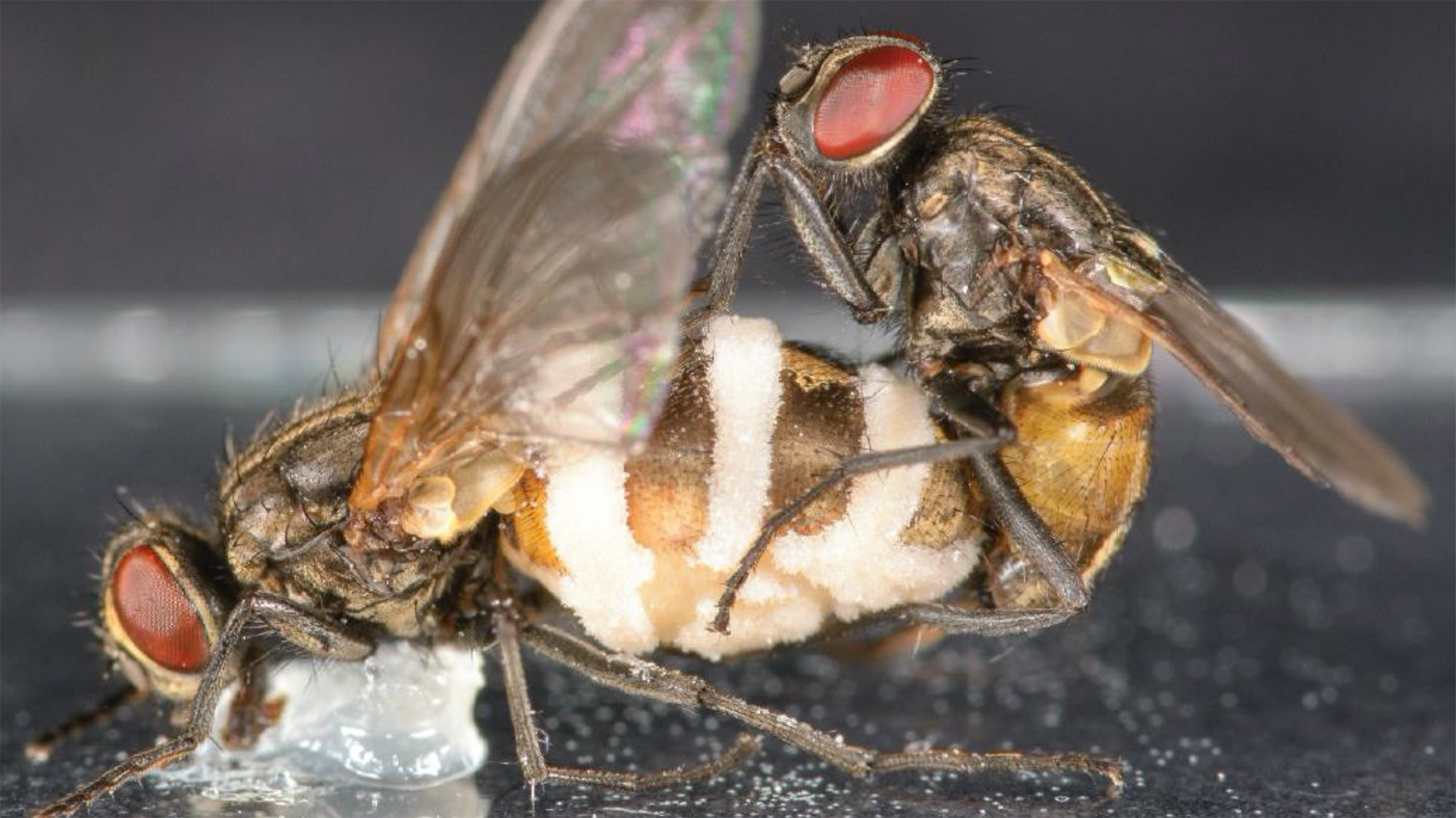 Mind-controlling fungus makes male flies mate with dead, infected females |  Live Science