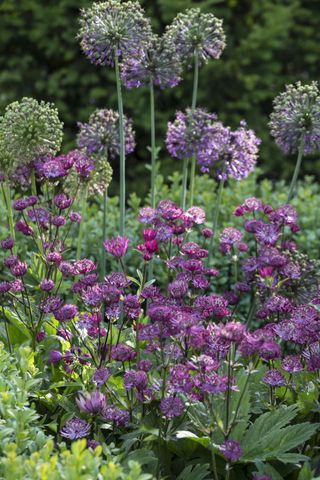 how to plant allium bulbs: add color and structure to summer borders
