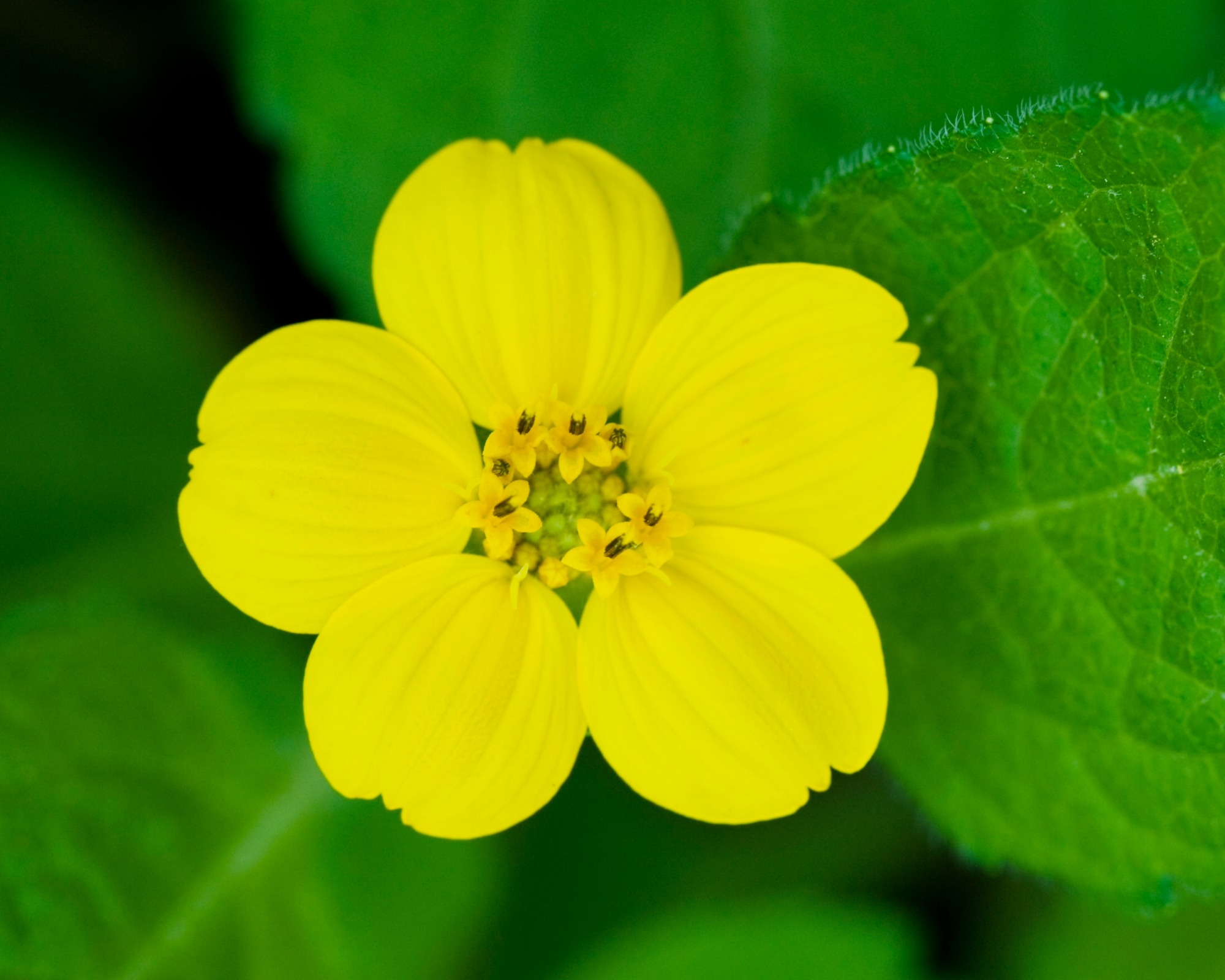 Small yellow flower on green-and-gold ground cover plant