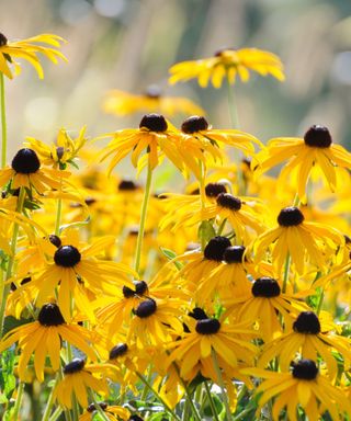 A cluster of black-eyed susan flowers with yellow petals and black centers, with brown grass out of focus behind it