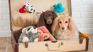 Dog toy storage ideas: two dachshund's sitting in a suitcase with toys around them