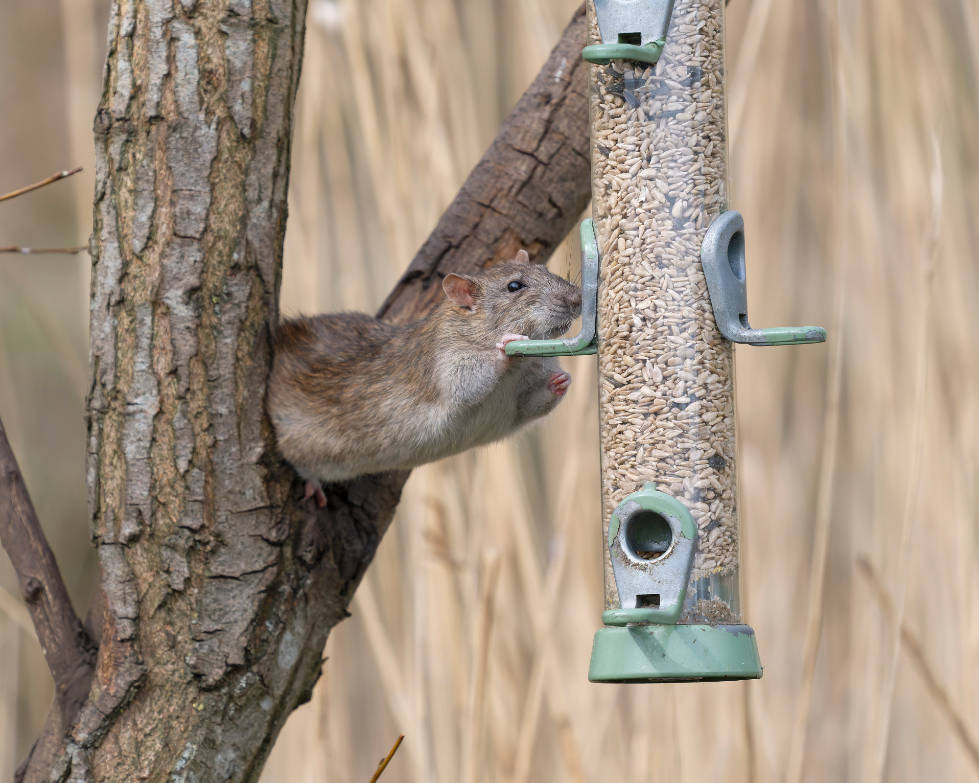 Brown rat reaching for bird feeder from tree