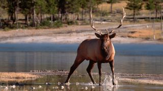 Bull elk standing in shallow water