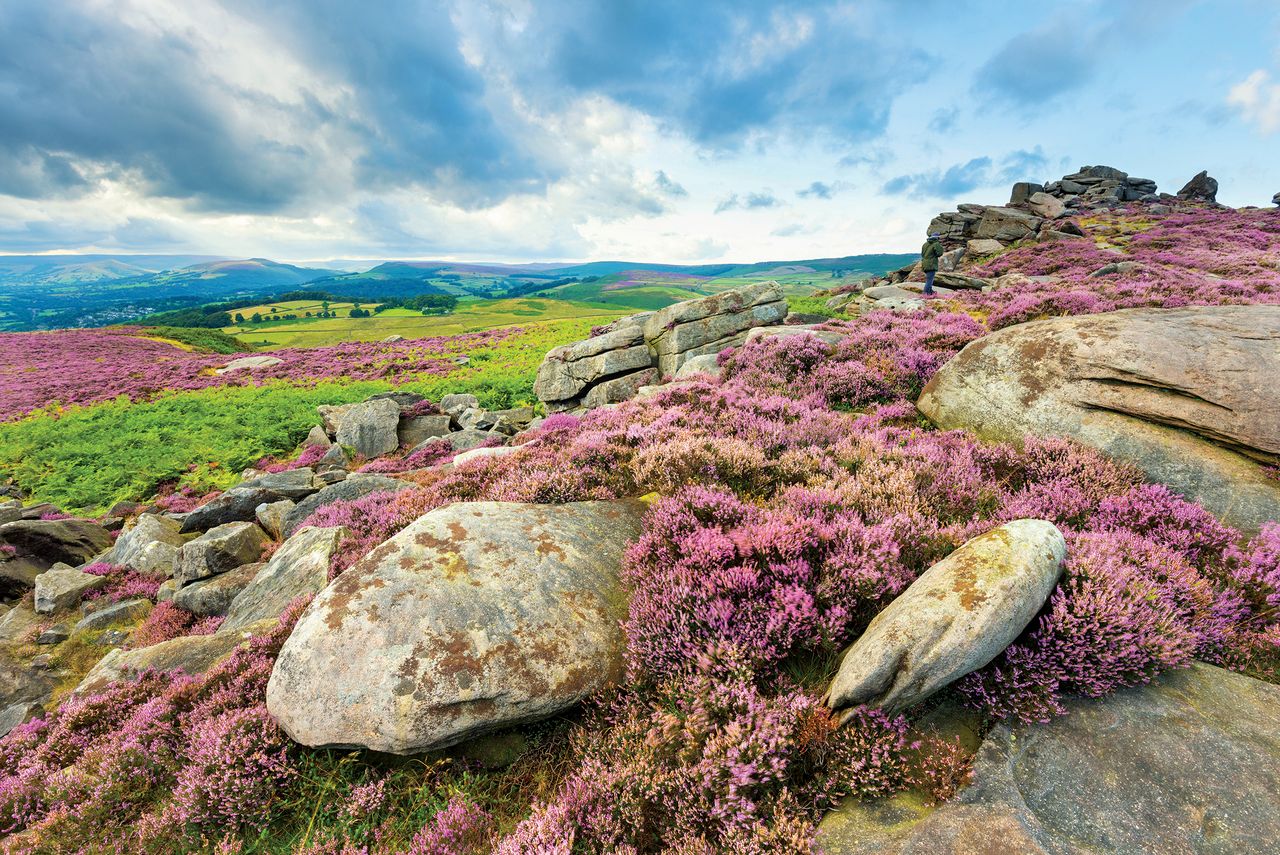 Summer heather in full bloom on Over Owler Tor in the Peak District.