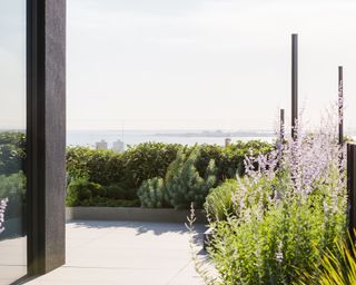A roof garden showing soft planting and the view of a skyline