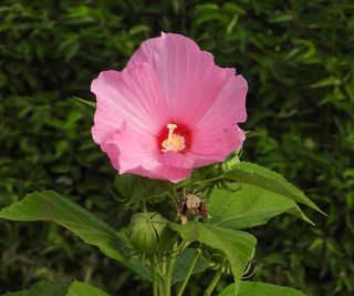 Pink hardy hibiscus flower blooming
