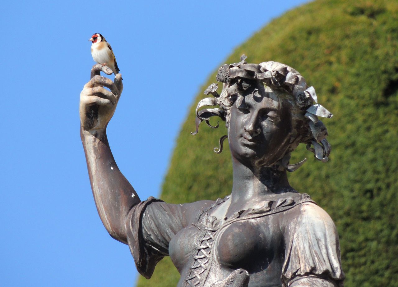 A goldfinch at Powis Castle.