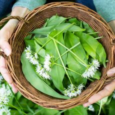 wild garlic leaves in basket