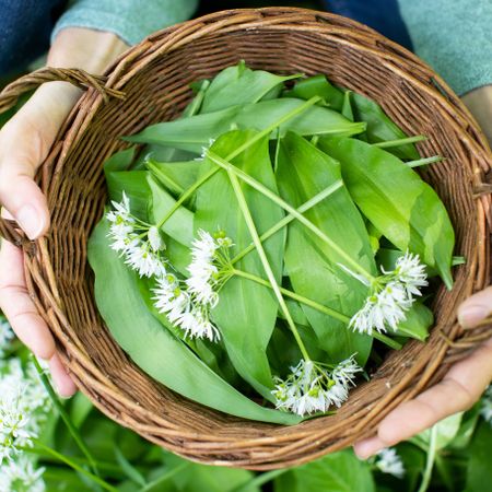 wild garlic leaves in basket