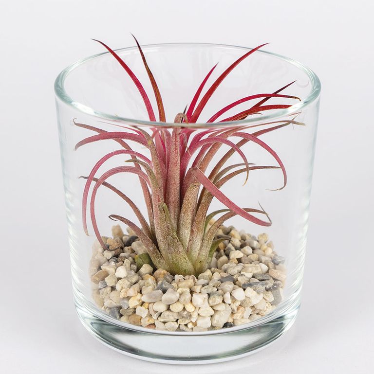 From air plants to airpurifying new Lidl houseplants range has it