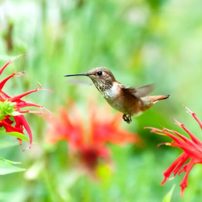 hummingbird flying towards red flowers