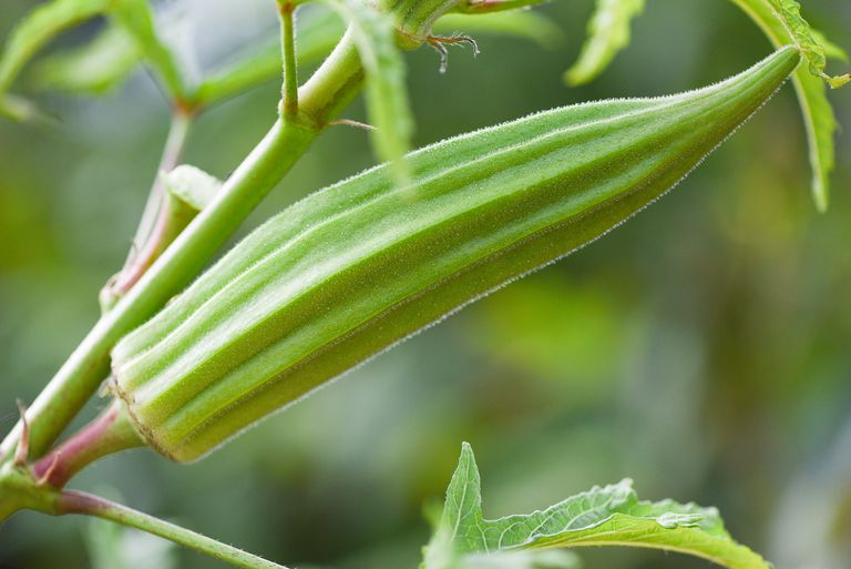 How to grow okra from seed and in pots Homes & Gardens
