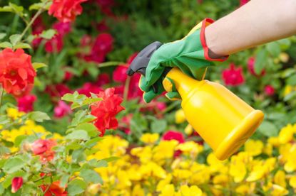 Spraying Of Pesticides On Flowers