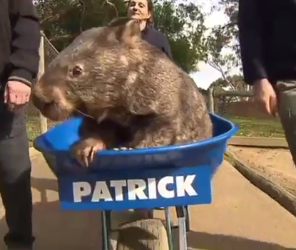 Patrick the Wombat