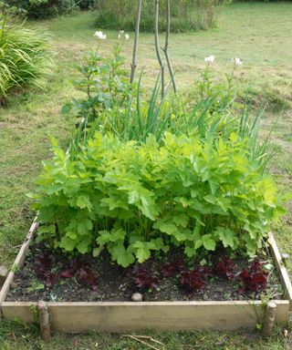 parsnips growing in a raised bed of mixed vegetables