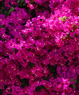 pink flowering bougainvillea