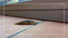 picture of garden slug inside the house on tiled floor