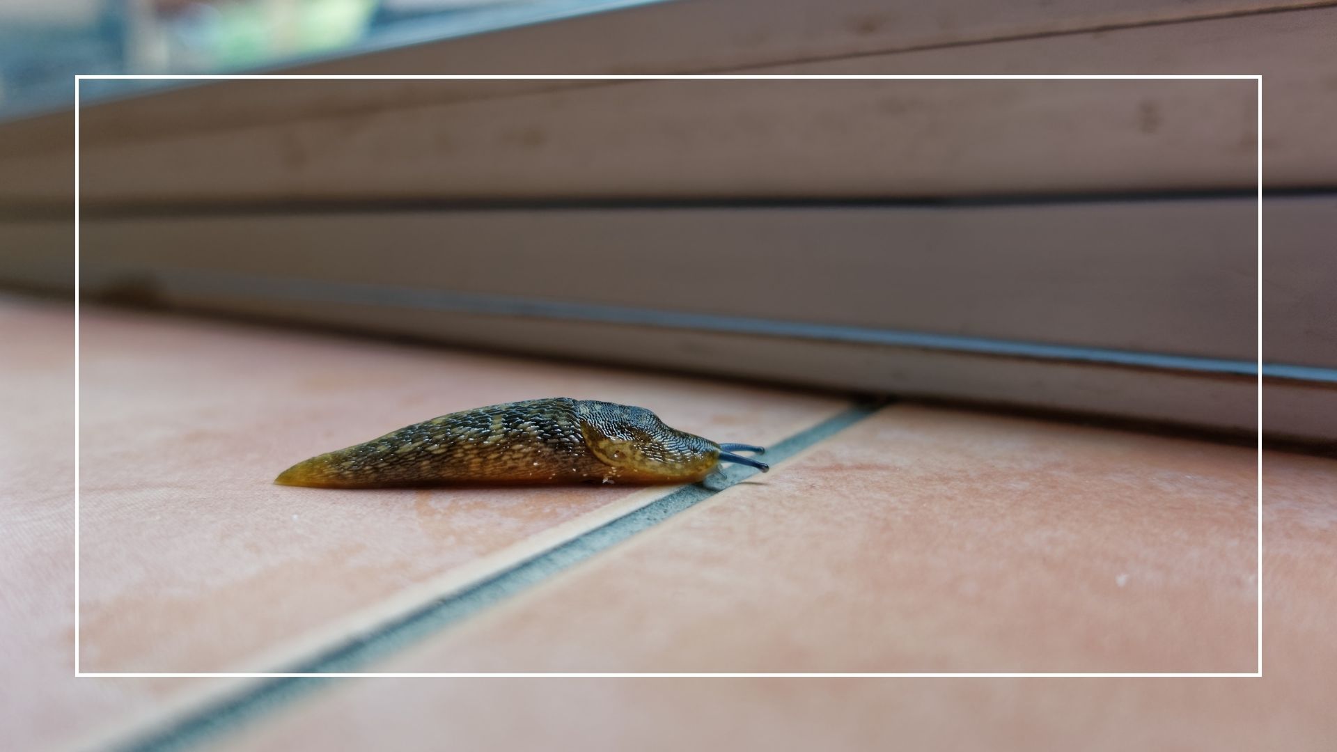 picture of garden slug inside the house on tiled floor 