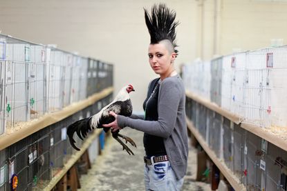 A poultry show in Scotland.