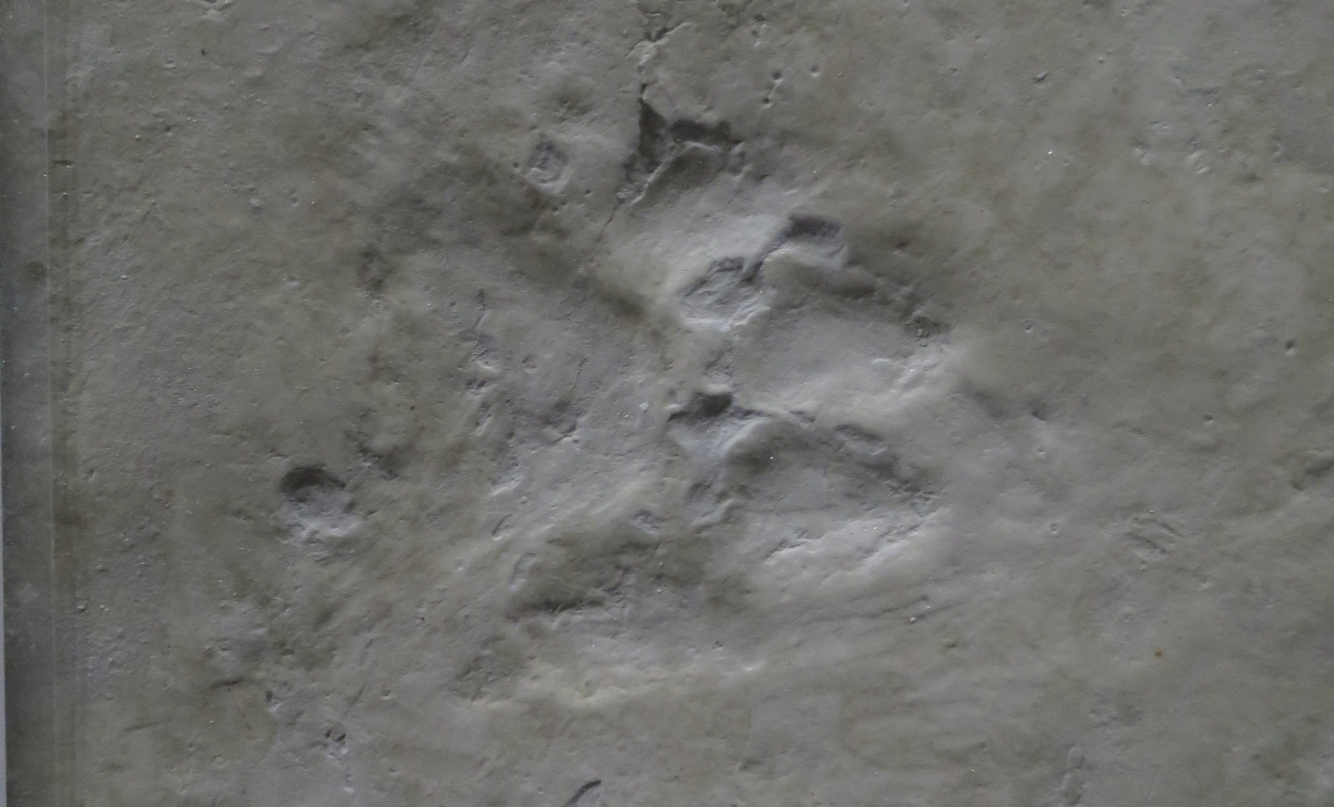 A photograph of an ancient dog footprint in the Ashfall Fossil Beds.