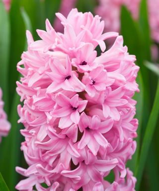 Pink Anna Marie hyacinth in bloom